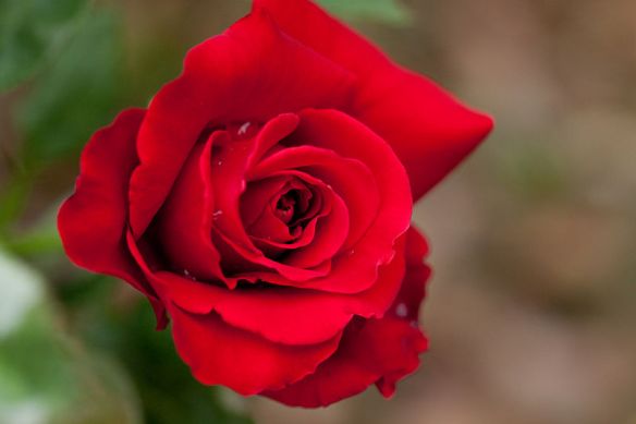 800px-Rose,_Konrad_Henkel