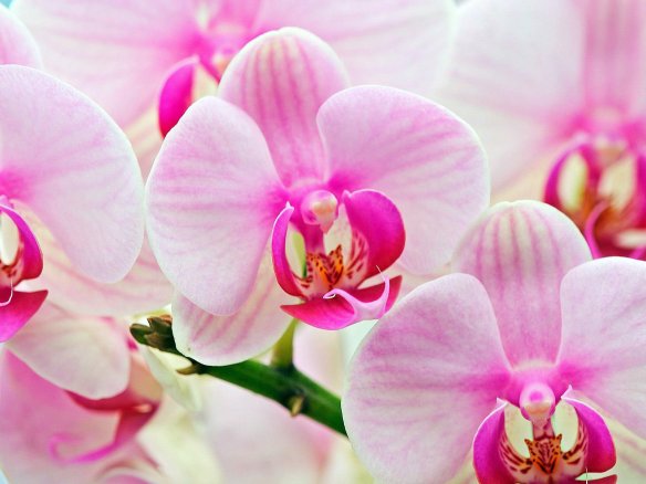 orchid-flowers-22283856-1600-1200