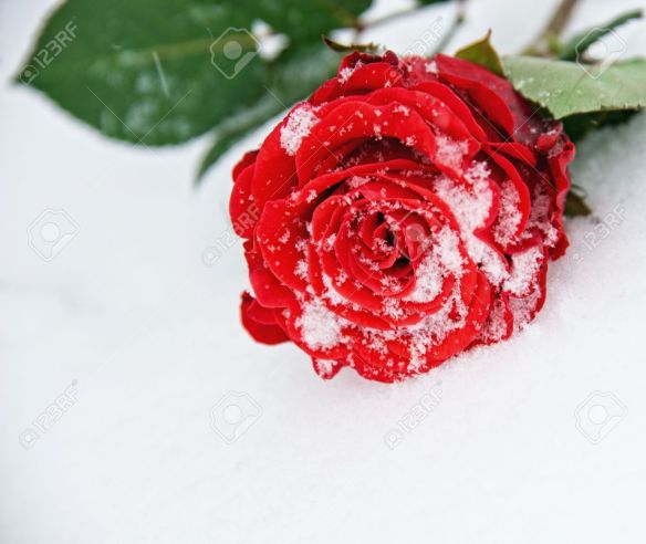 9025645-Wundersch-ne-Rose-im-Schnee-Lizenzfreie-Bilder