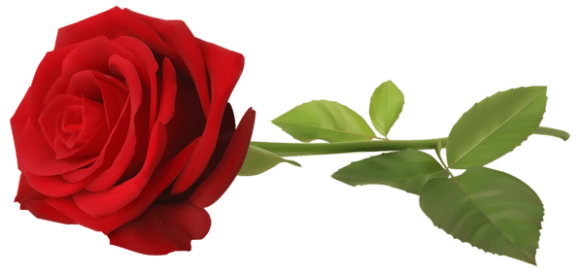 Red_Rose_with_Stem_Transparent_PNG_Clip_Art_Image