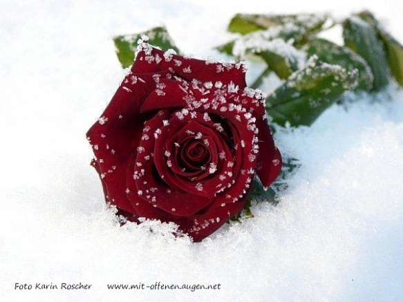trauer--rose-im-schnee--karin-roscher