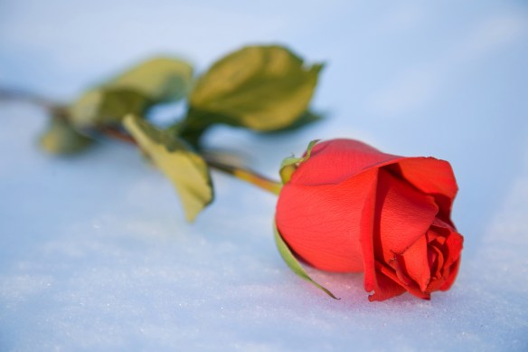 rose-on-ice-1