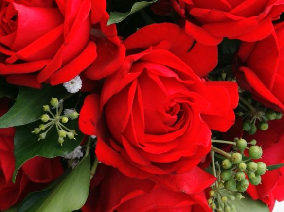 Edelrose 'Traumfrau' - Rosa 'Traumfrau'